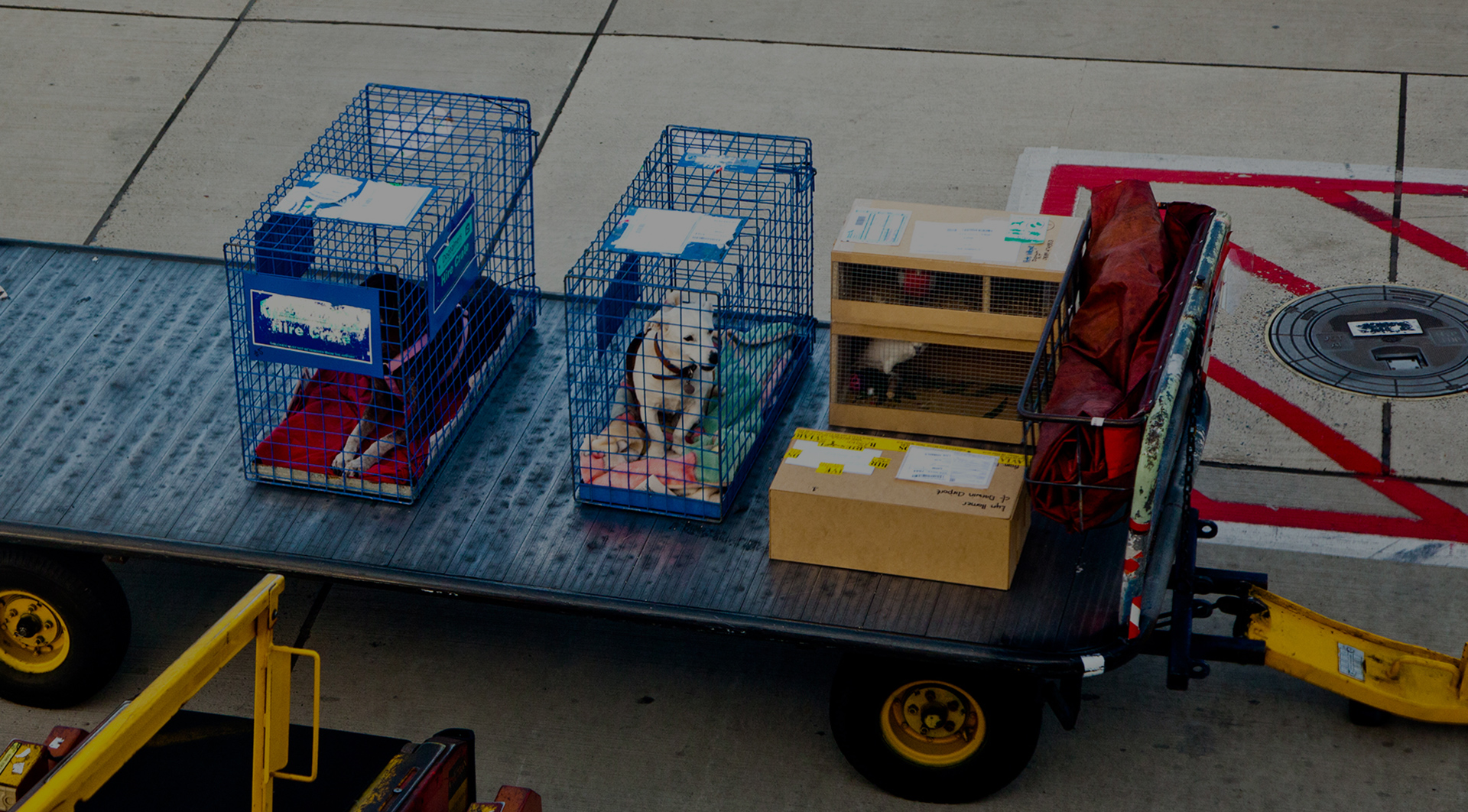 Transporte de Animais