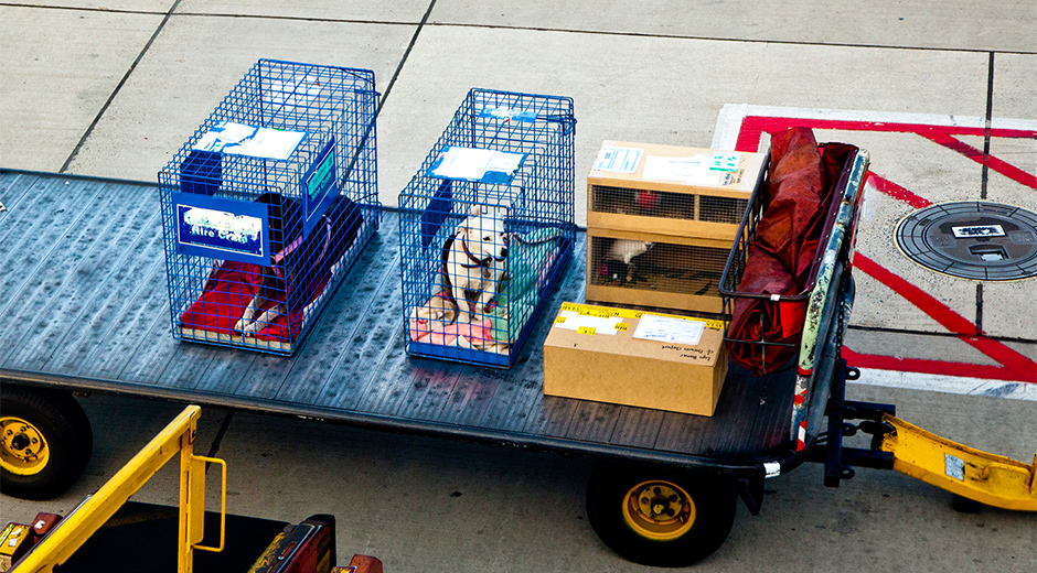 Transporte de Animais